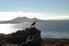 Rotrückenbussard (9 von 19).jpg